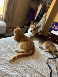 Lost Male Cat last seen Swallowtail, Madison, WI 53717