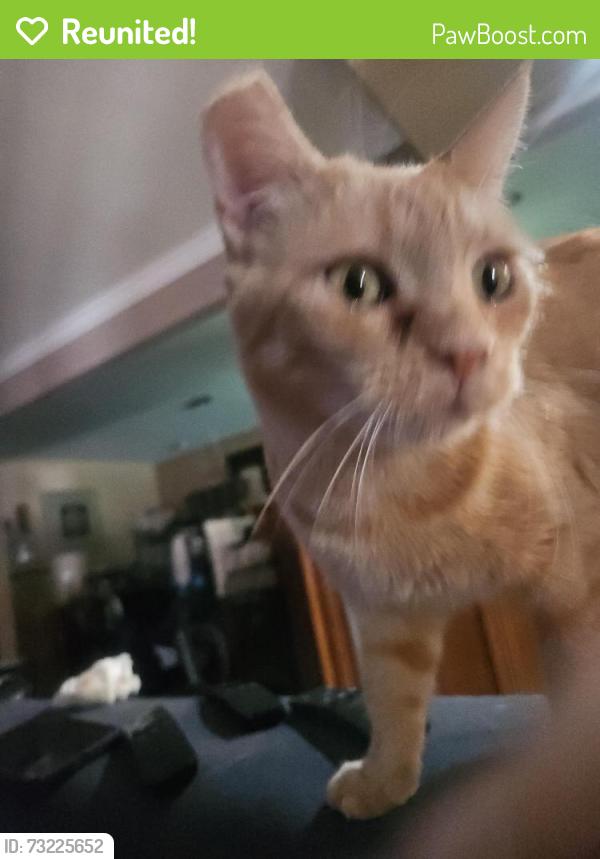 Reunited Female Cat last seen Girard/ midway, Hemet, CA 92544
