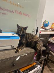 Lost Female Cat last seen Tallant Road, Collegedale, TN 37363