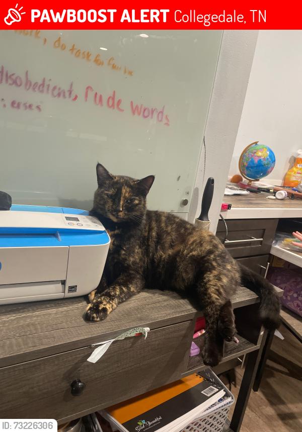 Lost Female Cat last seen Tallant Road, Collegedale, TN 37363
