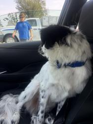 Found/Stray Unknown Dog last seen Autozone on 8th street in rogers, Rogers, AR 72756