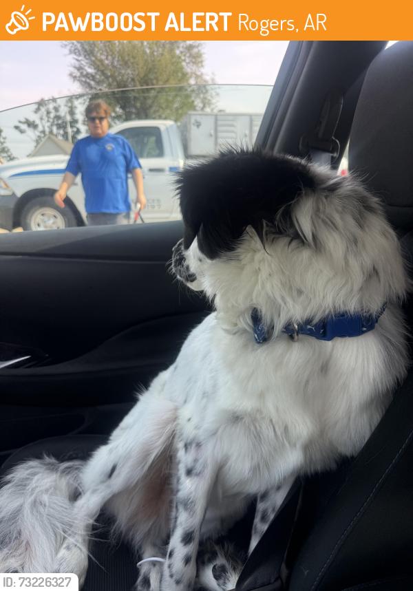 Found/Stray Unknown Dog last seen Autozone on 8th street in rogers, Rogers, AR 72756
