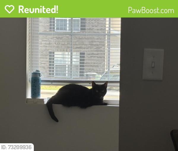 Reunited Female Cat last seen N Memorial St near flts on Memorial apmts, Lancaster, OH 43130