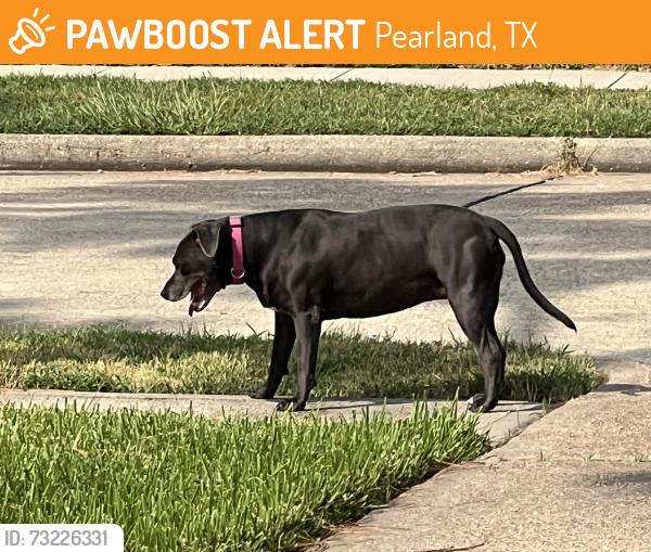 Found/Stray Unknown Dog last seen Briarglen Neighborhood, Pearland, TX 77581