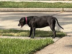 Found/Stray Unknown Dog last seen Briarglen Neighborhood, Pearland, TX 77581