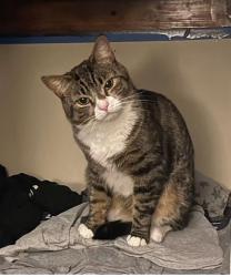 Lost Female Cat last seen Stillmeadow dr, Guilford, CT 06437