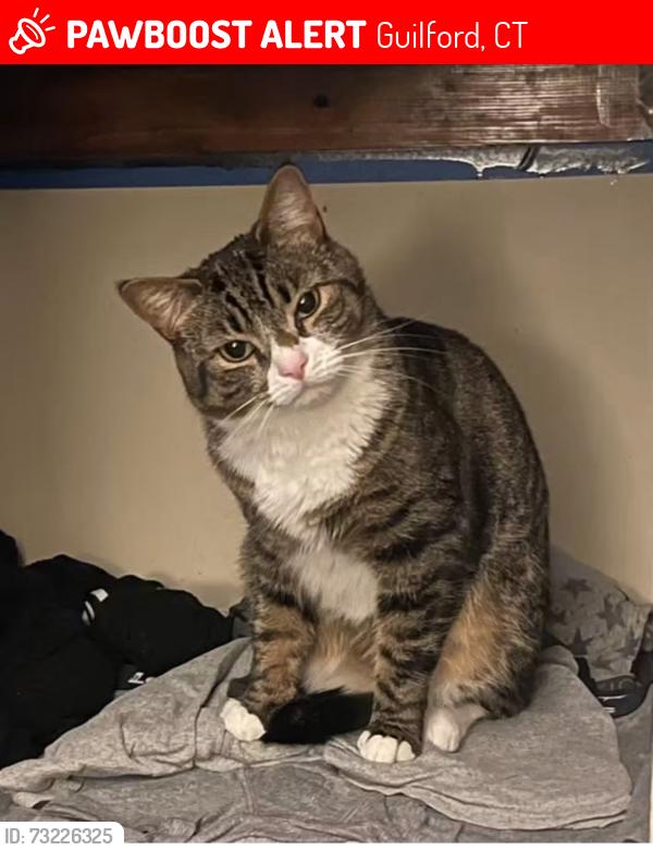 Lost Female Cat last seen Stillmeadow dr, Guilford, CT 06437