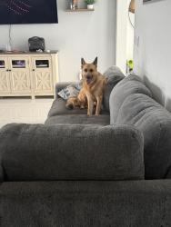 Reunited Female Dog last seen Sam’s Club, Cape Coral, FL 33993