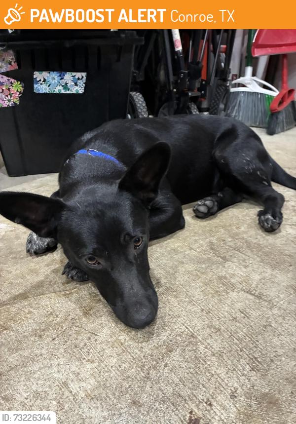 Found/Stray Male Dog last seen New homes in Mavera Housing, Conroe, TX 77302