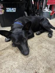 Found/Stray Male Dog last seen New homes in Mavera Housing, Conroe, TX 77302