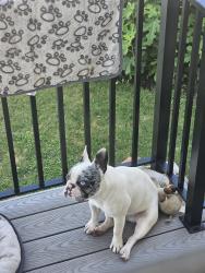 Lost Male Dog last seen Schneider Ave, Union, NJ 07083