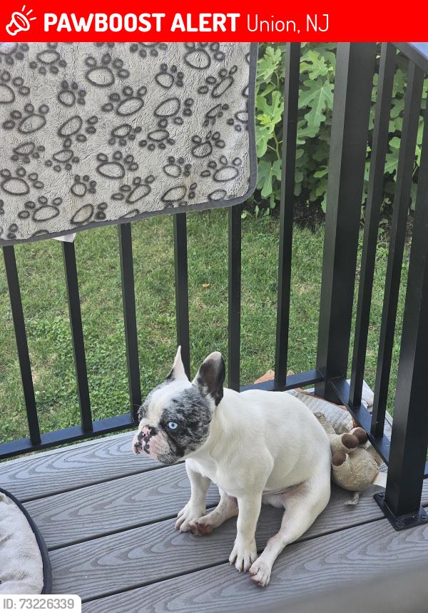 Lost Male Dog last seen Schneider Ave, Union, NJ 07083