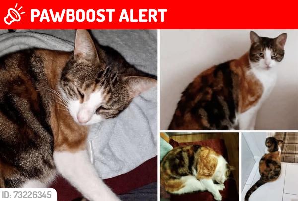 Lost Female Cat last seen Erskine Road - across from harpers lane rec, Lancashire, England PR6 0HS