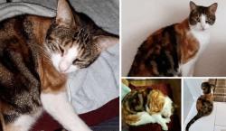 Lost Female Cat last seen Erskine Road - across from harpers lane rec, Lancashire, England PR6 0HS