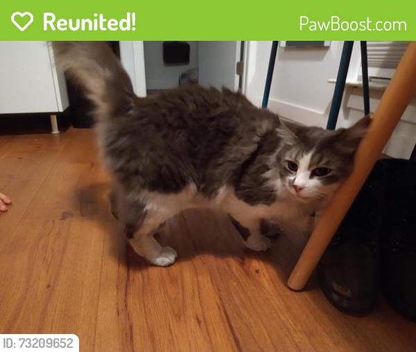 Reunited Male Cat last seen Anderson Union Highschool, Anderson, CA 96007