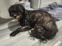 Found/Stray Female Dog last seen E Pinetree Blvd, Thomasville, GA 31792