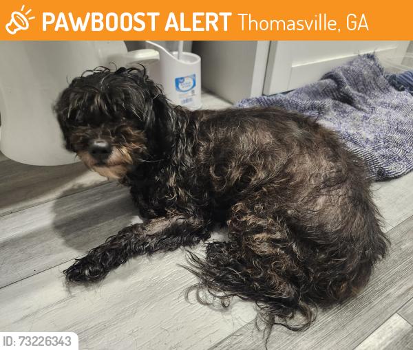 Found/Stray Female Dog last seen E Pinetree Blvd, Thomasville, GA 31792