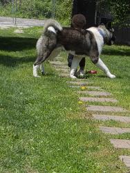 Lost Male Dog last seen Johnson & Musgrave, Philadelphia, PA 19144