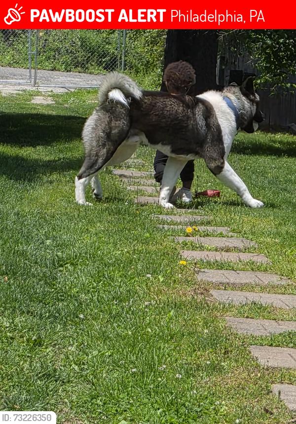 Lost Male Dog last seen Johnson & Musgrave, Philadelphia, PA 19144