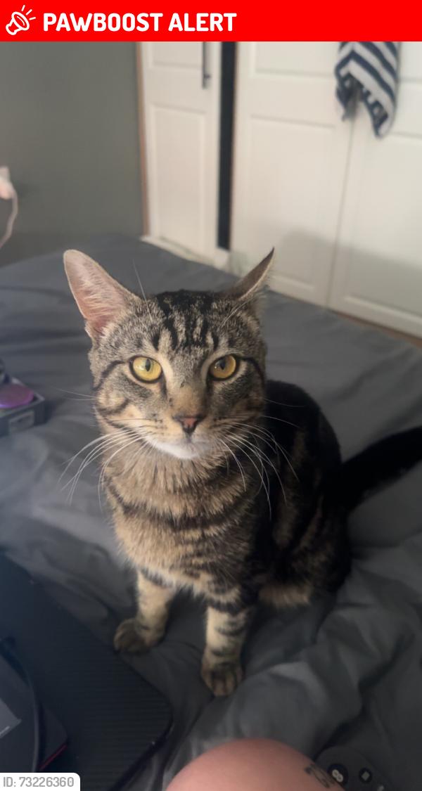 Lost Male Cat last seen Back land, Cheshire East, England 