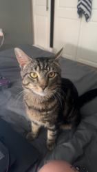 Lost Male Cat last seen Back land, Cheshire East, England 