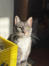 Lost Male Cat last seen 17th and Moore, Philadelphia, PA 19145