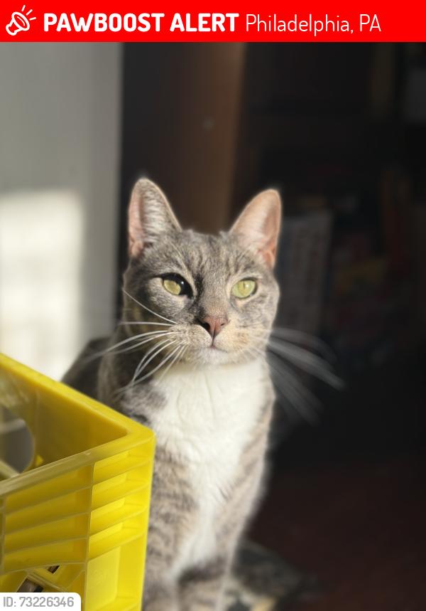 Lost Male Cat last seen 17th and Moore, Philadelphia, PA 19145