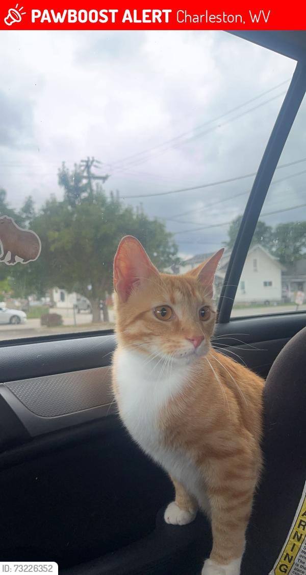 Lost Male Cat last seen Speedway, Charleston, WV 25313