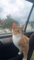 Lost Male Cat last seen Speedway, Charleston, WV 25313