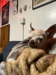 Found/Stray Male Dog last seen Summerland ave and elberon, Los Angeles, CA 90731