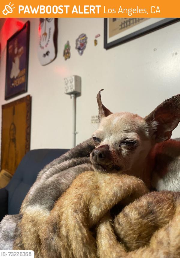 Found/Stray Male Dog last seen Summerland ave and elberon, Los Angeles, CA 90731