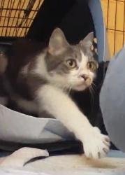 Found/Stray Female Cat last seen Laurel and Prior, Saint Paul, MN 55104