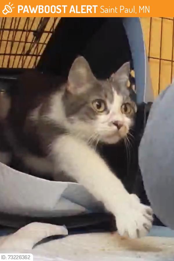Found/Stray Female Cat last seen Laurel and Prior, Saint Paul, MN 55104