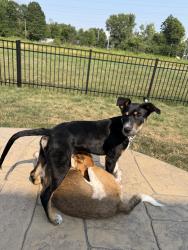 Lost Male Dog last seen Elivia, Mentor, OH 44060
