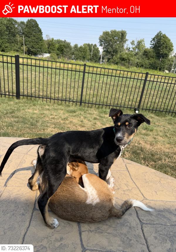 Lost Male Dog last seen Elivia, Mentor, OH 44060