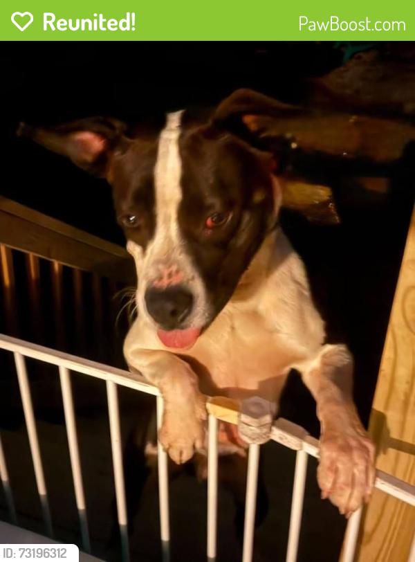 Reunited Male Dog last seen Summerhill Street. Lenoir, NC, Lenoir, NC 28645