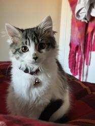 Reunited Female Cat last seen Corner of Tilden Way in Edgewater, MD on the doorstep of 186, Edgewater, MD 21037