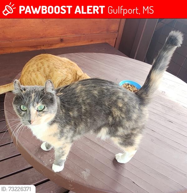 Lost Female Cat last seen SureStay Best Western Gulfport hotel near I-10 E, Gulfport, MS 39503