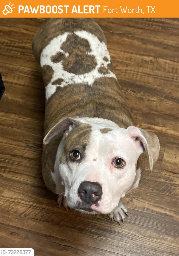 Found/Stray Female Dog last seen Benbrook lake, Fort Worth, TX 76132