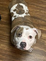 Found/Stray Female Dog last seen Benbrook lake, Fort Worth, TX 76132