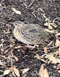 Lost Male Bird last seen Veridian Circle, San Diego, CA 92127
