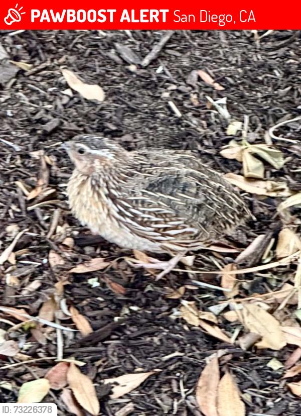 Lost Male Bird last seen Veridian Circle, San Diego, CA 92127