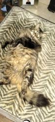 Reunited Male Cat last seen Day Lewis chemist, Southend-on-Sea, England 