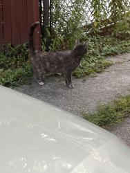 Found/Stray Unknown Cat last seen Puritas, Cleveland, OH 44135