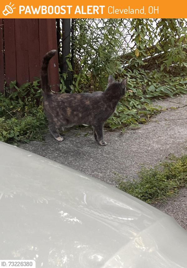 Found/Stray Unknown Cat last seen Puritas, Cleveland, OH 44135