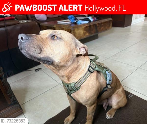 Lost Female Dog last seen N 70 Way and Johnson Street, Hollywood, FL 33024