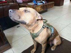 Lost Female Dog last seen N 70 Way and Johnson Street, Hollywood, FL 33024