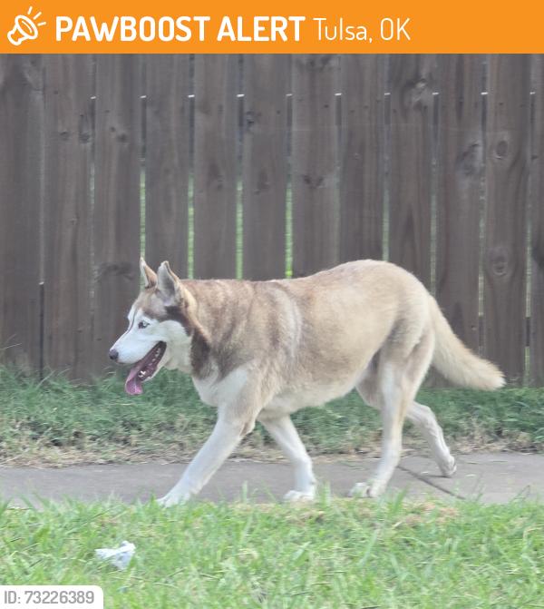 Found/Stray Unknown Dog last seen E Haskell Street and North Gillette Ave, Tulsa OK, Tulsa, OK 74110