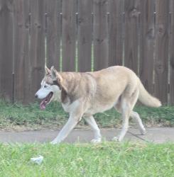 Found/Stray Unknown Dog last seen E Haskell Street and North Gillette Ave, Tulsa OK, Tulsa, OK 74110