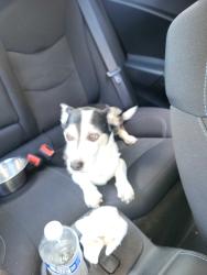 Reunited Male Dog last seen Corona & E flora street, Ontario, CA 91764